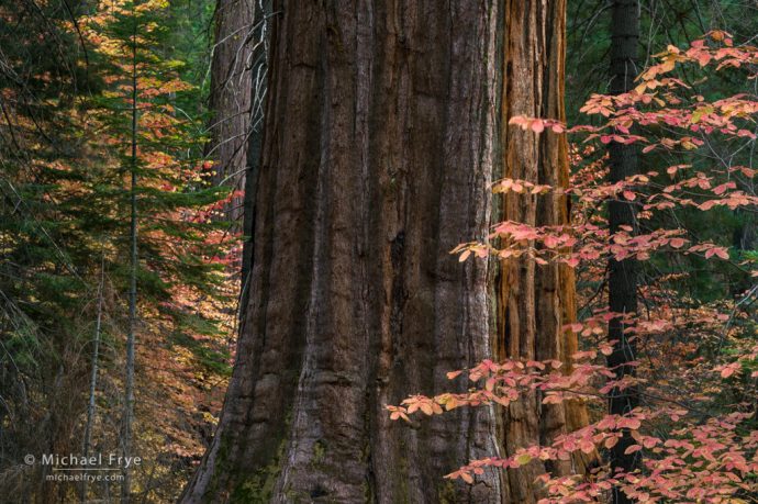 Dogwoods and giant sequoia, Yosemite NP, CA, USA