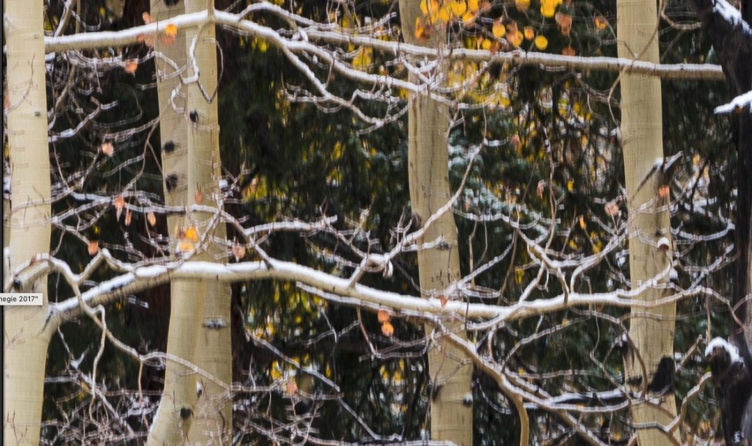 Blurry Photos? Camera Movement, Lens Diffraction, Using a Tripod, Focus