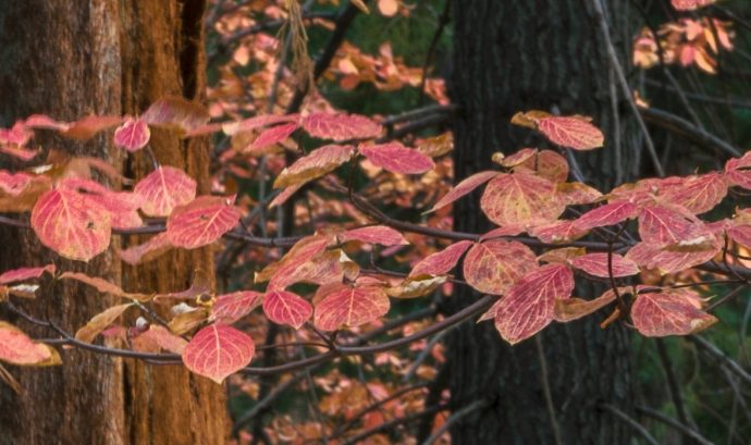 The foreground leaves are (mostly) sharp, while the background leaves are a little soft, indicating either a focusing error or insufficient depth of field (even though I used f/16).