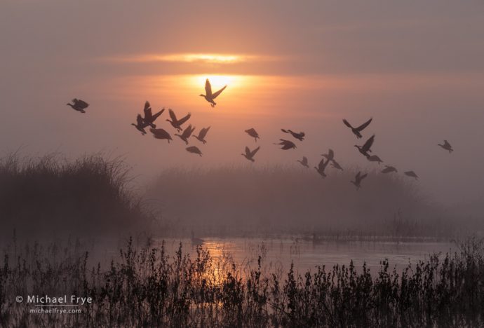 White-fronted geese taking flight, San Joaquin Valley, CA, USA