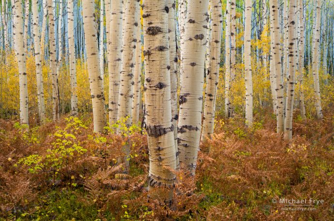 Aspens and ferns, autumn, Grand Mesa-Uncompahgre-Gunnison NF, CO, USA