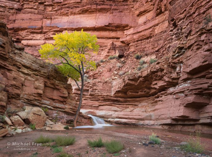 Cottonwood tree and a small waterfall in a Utah canyon, USA
