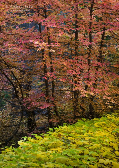 Dogwoods and vine maple, Yosemite NP, CA, USA