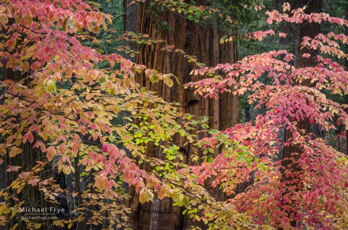 Dogwoods and giant sequoia, Yosemite NP, CA, USA