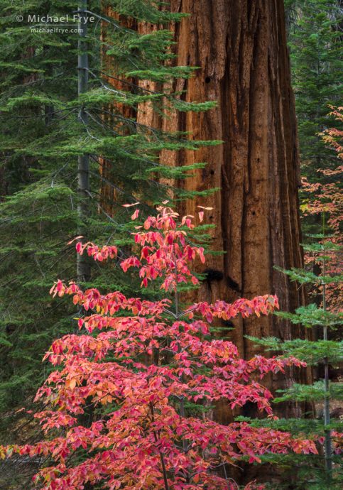 Firs, dogwoods, and giant sequoia, Yosemite NP, CA, USA