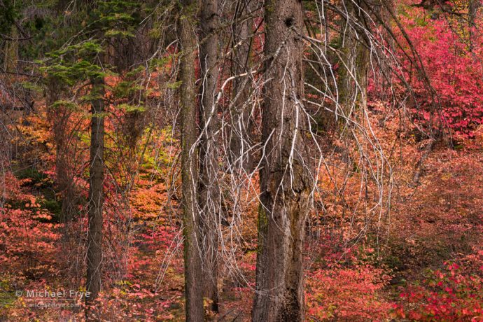 Yosemite fall color: firs and dogwoods, autumn, Yosemite