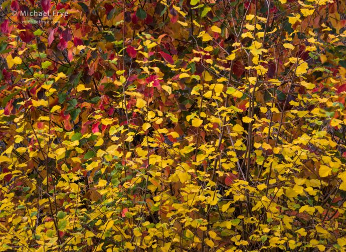 Autumn leaves, Yosemite NP, CA, USA