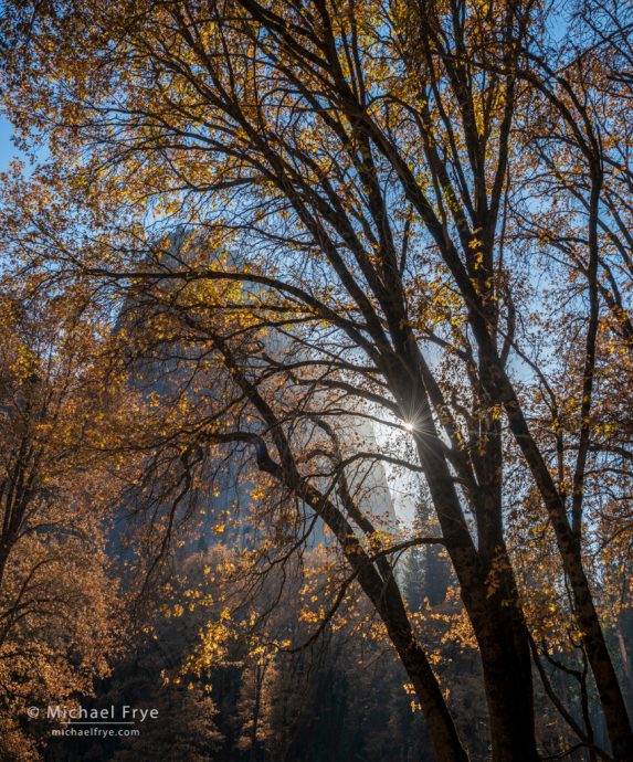 Feeling Grateful - Oaks and Lower Cathedral Rock, Yosemite NP, CA, USA