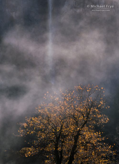 Oak, mist, and Bridalveil Fall, Yosemite NP, CA, USA