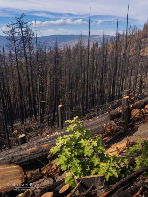 Black oak crown sprouting after the Ferguson Fire, Yosemite NP, CA, USA