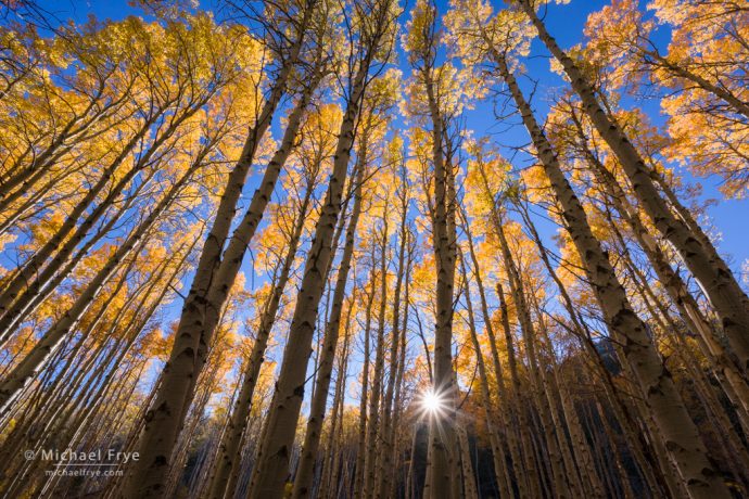 Aspen grove, late afternoon, Lee Vining Canyon, Inyo NF, CA, USA