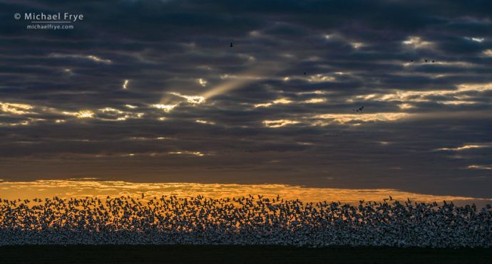 7. Sunbeams above a flock of Ross's geese, San Joaquin Valley, California