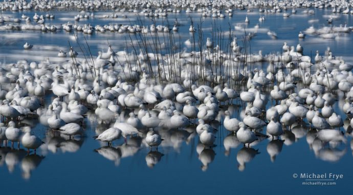 8. Ross's geese resting and preening, San Joaquin Valley, California