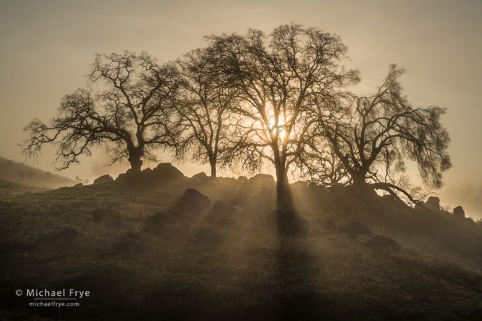 3. Oaks and sunbeams, Sierra foothills, California