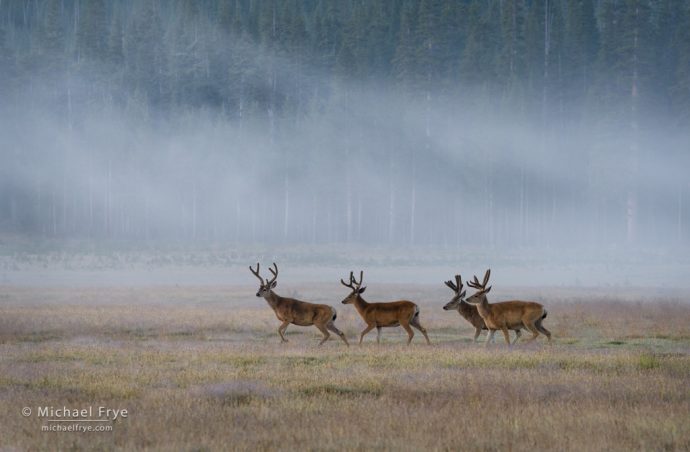 20. Mule deer bucks, Tuolumne Meadows, Yosemite