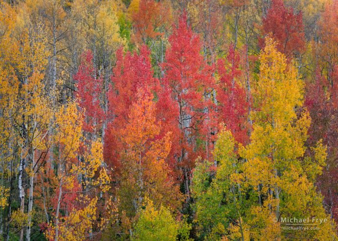25. Aspen kaleidoscope, Uncompahgre NF, Colorado