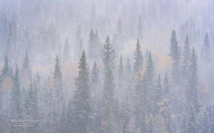 28. Aspens and conifers in a snowstorm, Colorado