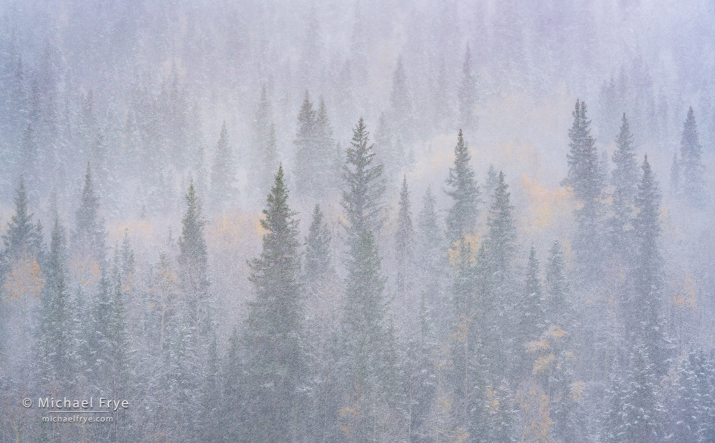 Autumn Blizzard