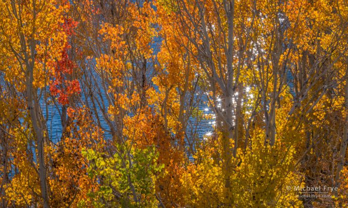 30. Aspens above Grant Lake, Inyo NF, California