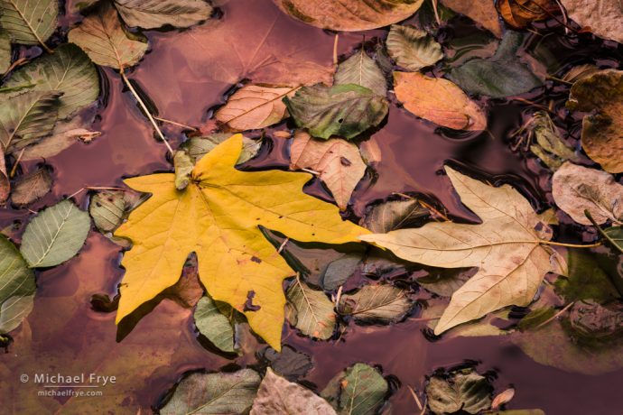 31. Leaves and reflections, Yosemite