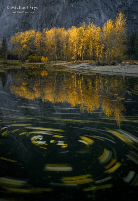 33. Cottonwood leaves swirling in the Merced River, Yosemite