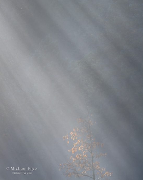 Backlight Photography, Sunbeams and a small oak, Yosemite NP, CA, USA