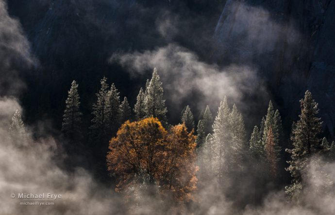 36. Pines, oak, and mist, Yosemite