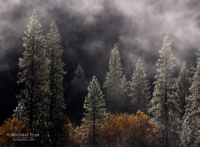 Pines and oaks after a rainstorm, Yosemite NP, CA, USA