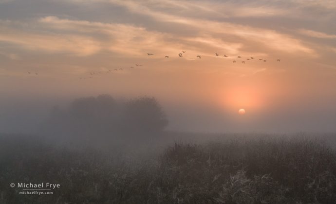 37. Sandhill cranes at sunrise, San Joaquin Valley, California