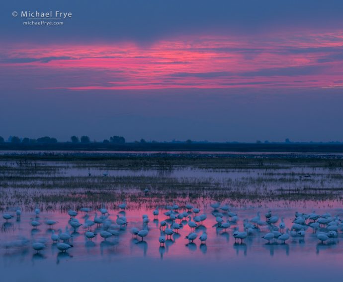 38. Ross's geese at sunset, San Joaquin Valley, California