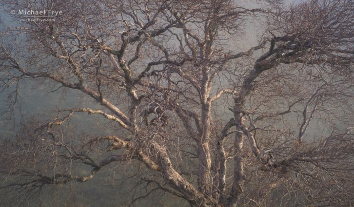 Sycamore and fog, Sierra Nevada foothills, Mariposa County, CA, USA