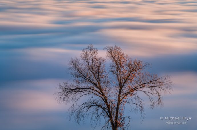 40. Oak tree above a fog layer, Mariposa County, California