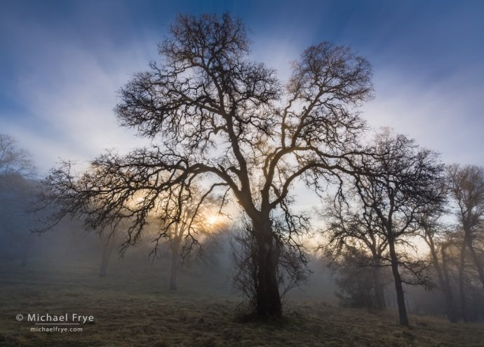 Sun breaking through the fog in a blue oak woodland, Mariposa County, CA, USA