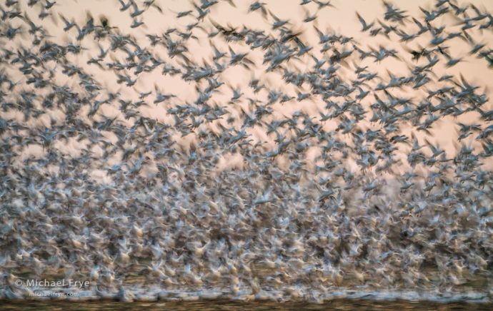 6. Geese taking flight at sunset, San Joaquin Valley, California