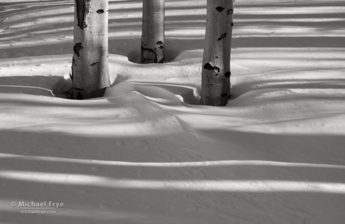 Aspens and shadows, Inyo NF, CA, USA