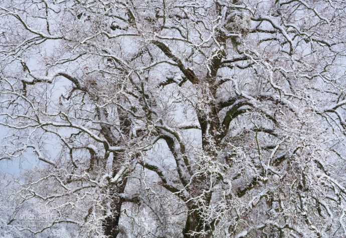 Valley oaks in snow, Mariposa County, CA, USA