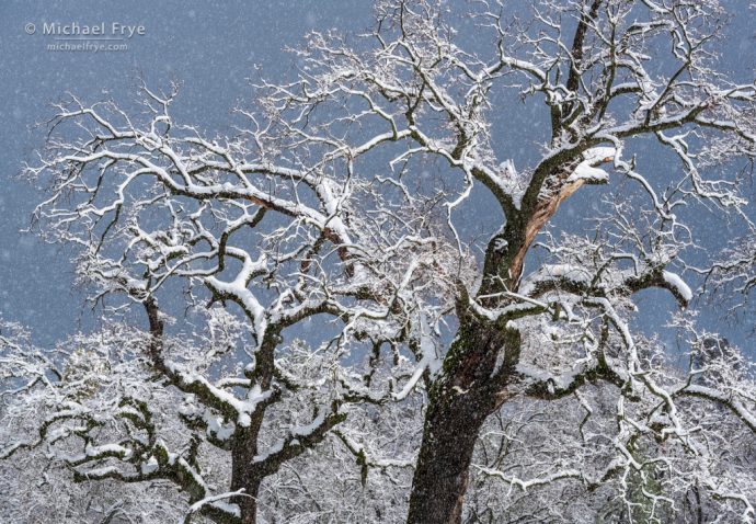 Valley oaks with falling snow, Mariposa County, CA, USA