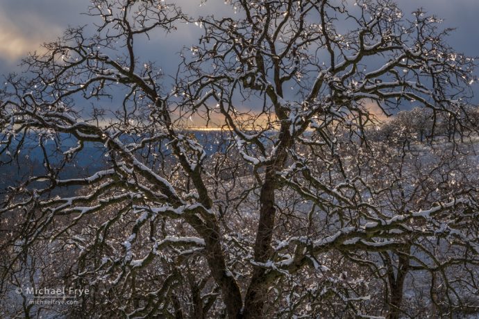 Ice ornaments on an oak tree, Mariposa County, CA, USA