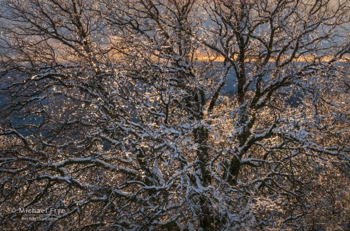 Oak tree encased in ice and snow, Mariposa County, CA, USA