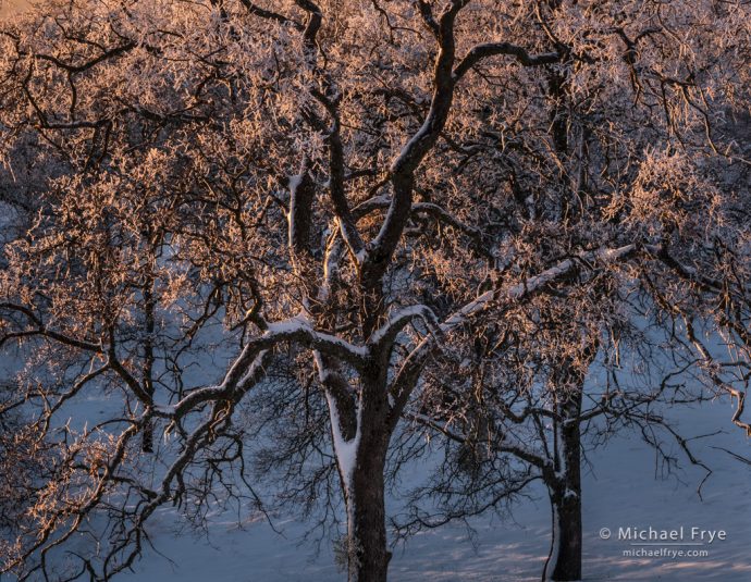 Blue oaks coated in snow and ice, Mariposa County, CA, USA