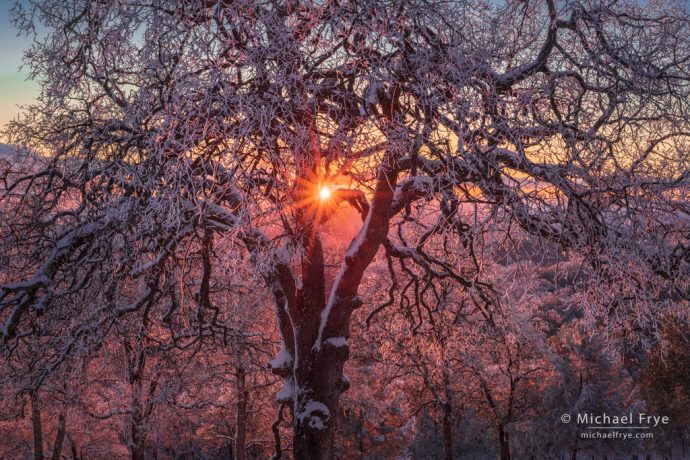 Ice-coated oaks at sunset, Mariposa County, CA, USA