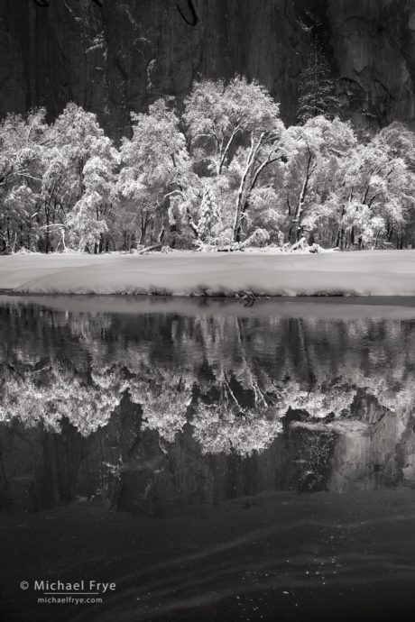 Snow-covered oaks reflected in the Merced River, Yosemite NP, CA, USA