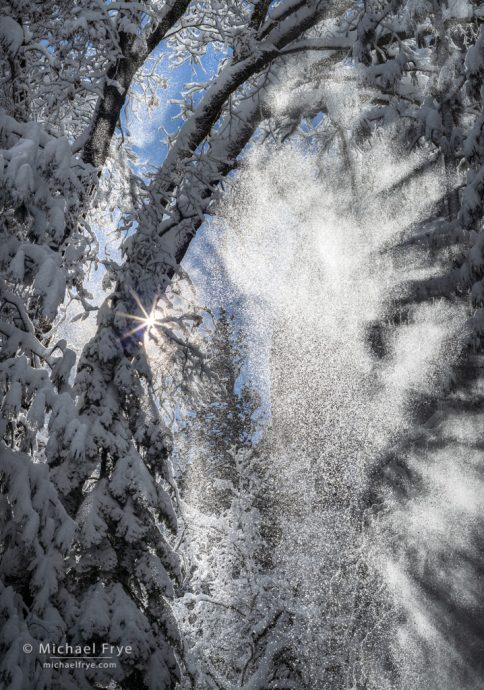 Snow falling from trees #2, Yosemite NP, CA, USA