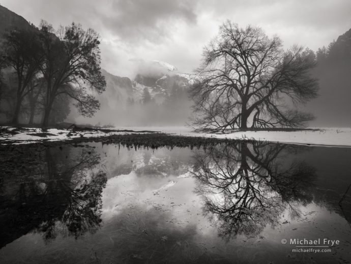 Half Dome, elm, and mist, Yosemite NP, CA, USA