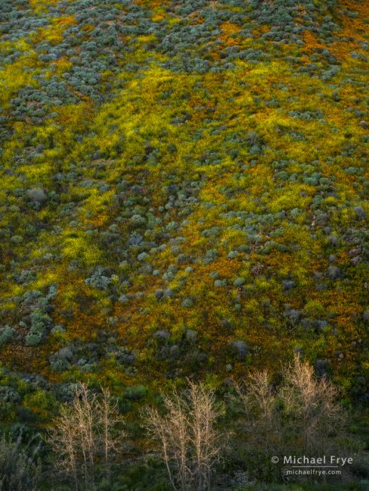 Poppies, mustard, and sycamores, Walker Canyon, CA, USA