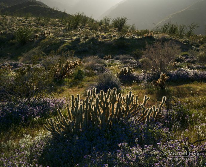 Desert garden, Anza-Borrego Desert SP, CA, USA