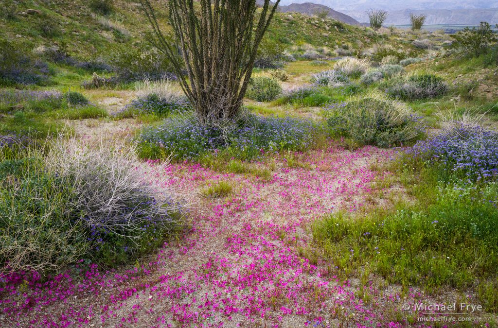 Desert Gardens