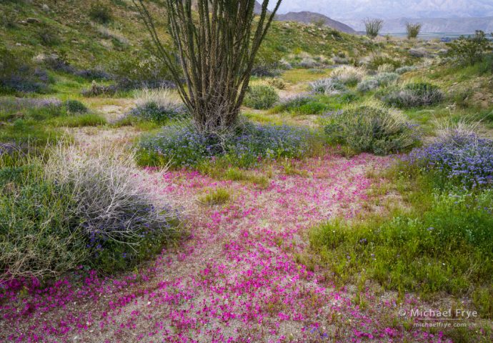 Desert wash in spring, Anza-Borrego Desert SP, CA, USA