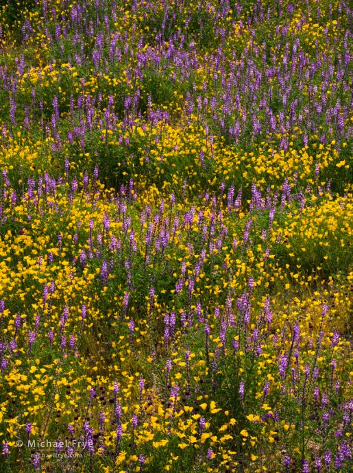 Poppies and lupines, Joshua Tree NP, CA, USA