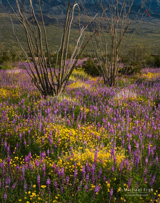 Ocotillos with desert poppies and lupines, Joshua Tree NP, CA, USA